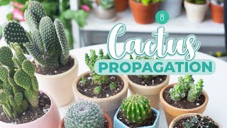 HOW TO PROPAGATE CACTUS EASY amp FAST [upl. by Atiuqrehs]