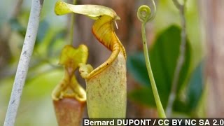 How Carnivorous Pitcher Plants Trap Their Prey [upl. by Voe]