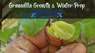 Granadilla  Passion Fruit Growth and winter prep [upl. by Refotsirhc]