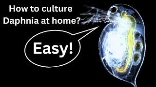 BEST Live Fish Food Beginner guide How to Culture Daphnia at home [upl. by Notsnarc]