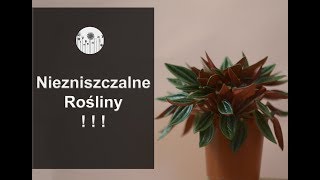 9 niezniszczalnych roślin Rośliny domowe które ciężko zabić [upl. by Nyliahs785]