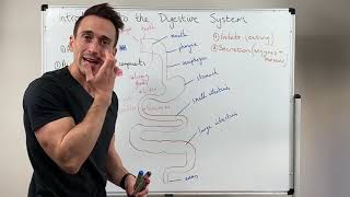 Overview of the Digestive System [upl. by Lahcym]