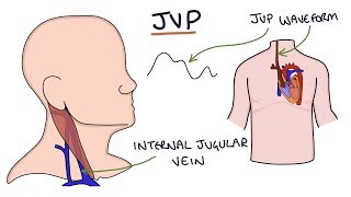 Understanding Jugular Venous Pressure JVP [upl. by Aihc]