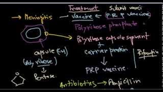 Haemophilus influenzae treatment [upl. by Chemush675]