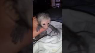 Tiniest baby monkey rescued [upl. by Barny]