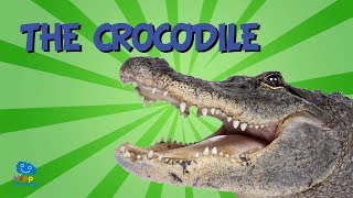 The Crocodile  Educational Video for Kids [upl. by Erlin]