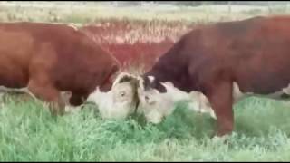 Double bull fight with 4 big Hereford bulls [upl. by Ailey24]