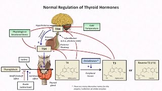 Thyroid Hormones and Thyroid Function Tests [upl. by Tamara]