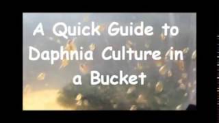 How to culture daphnia outside [upl. by Millhon]