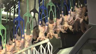 An Inside Look at US Poultry Processing [upl. by Raimund]