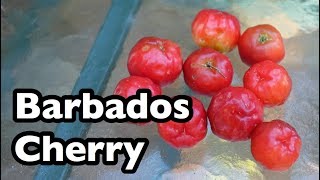 All About Barbados Cherries [upl. by Mohn666]