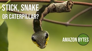 Stick Snake or caterpillar [upl. by Eno]