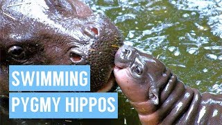 Baby Pygmy Hippo Taking First Swim Compilation [upl. by Feil47]