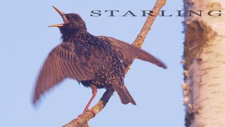 Bird sounds Common Starling singing in spring [upl. by Nnaassilem]