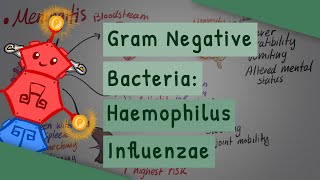 Gram Negative Bacteria Haemophilus influenzae [upl. by Venuti]