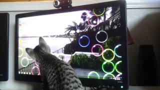 kitten playing with screen saver bubbles [upl. by Yenruoc]