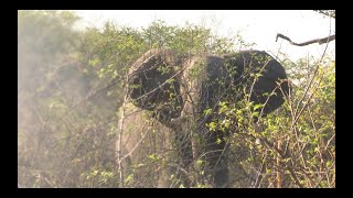 Elephant Hunting in the Caprivi Namibia by the Best 2 [upl. by Meghan280]