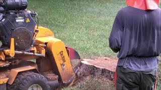 Professional Stump Grinding  How Stump removal Is Done [upl. by Stoneham]