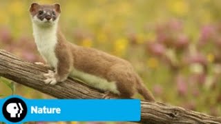 Official Preview  The Mighty Weasel  NATURE  PBS [upl. by Isnan]