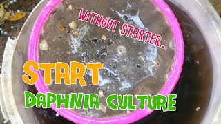 How to culture daphnia moina the easy way 1  Starting the Daphnia culture [upl. by Ilona250]