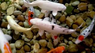 Koi Fish Relaxation  Cat TV 10 Hours [upl. by Nyrehtac540]