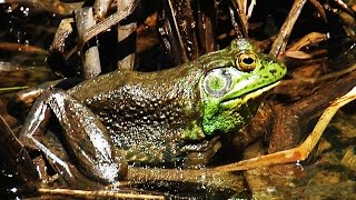 Bullfrog  American Bullfrog  Mating Call [upl. by Hyrup]