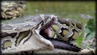 Python Eats Alligator 01 Narration [upl. by Dafna]