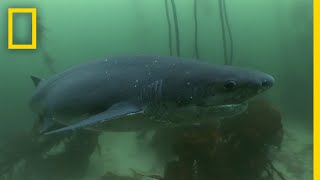 The Cookiecutter Shark  Sharks of Bermuda Triangle [upl. by Gabby]