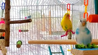 The Best 3 Hours PARAKEETS singing NEW [upl. by Obed]