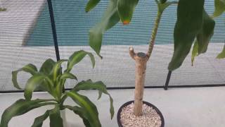 The secret to successfully propagating Dracaena Massangeana [upl. by Bella38]