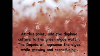 Daphnia  How to grow daphnia in your home [upl. by Joni10]