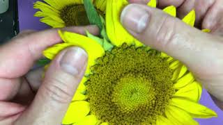 Looking at the Parts of a Sunflower [upl. by Vassar]