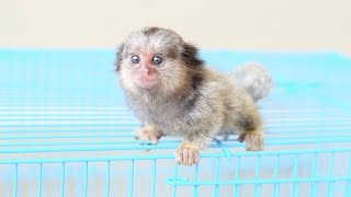 Cutest Smallest Marmoset Monkey ever [upl. by Konrad]