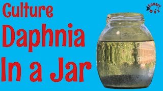 How to Culture Daphnia in a Jar [upl. by Aluor]