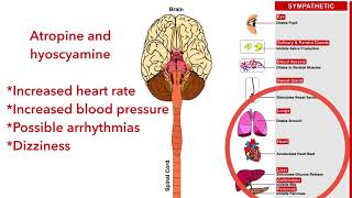 Anticholinergic agents hyoscyamine atropine pharmacology [upl. by Yonatan67]