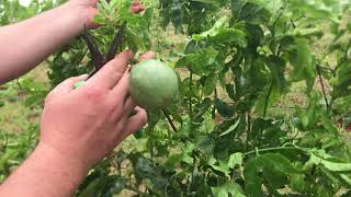 Granadilla passionfruit fruit pruning [upl. by Darton]