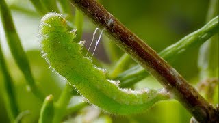 Caterpillar Cocoon Timelapse  BBC Earth [upl. by Jeraldine369]