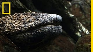 Giant Salamander As Big As a Dog  National Geographic [upl. by Karlyn103]