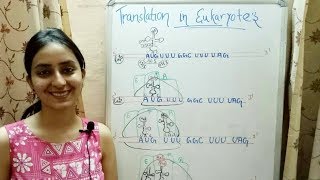 Translation in Eukaryotes  Lecture 12 [upl. by Brechtel]