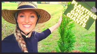 How To Plant Thuja Green Giant Arborvitae  Privacy Hedge [upl. by Jaal831]