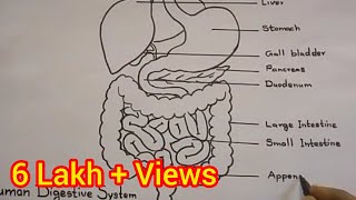 How to draw Digestive System  Human Anatomy drawing [upl. by Adelaide263]