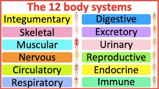 12 Organ Systems  Roles amp functions  Easy science lesson [upl. by Phil]