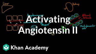 Activating angiotensin 2  Renal system physiology  NCLEXRN  Khan Academy [upl. by Lazes]