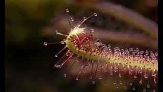 Midge on Drosera capensis Sundew mov [upl. by Dalury736]