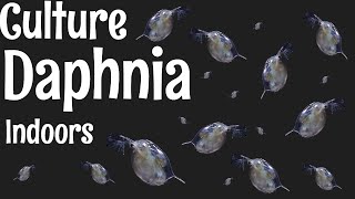 How to Culture Daphnia [upl. by Enieledam]