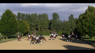 Quadrille reiten [upl. by Leunamne]