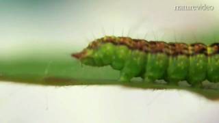 Caterpillar talking from walking by Nature Video [upl. by Ittap]