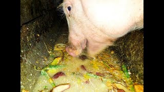 Sound on 🔊 свинья ест голодный  cute pigs feeding  pigs eating slop  hungry pig [upl. by Imled]