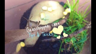 Grasshopper Care Tips and Tricks [upl. by Lilac236]