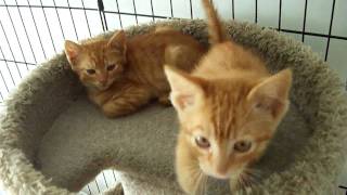 Two Feral Orange Tabby Kittens [upl. by Dredi]